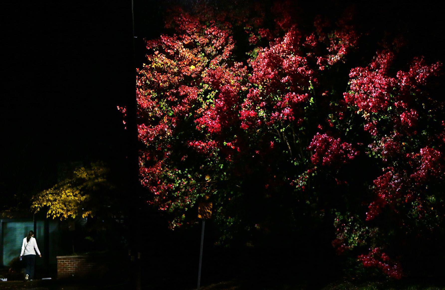 Color of the night